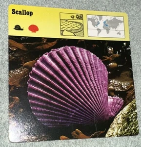 Vintage 1976  Animal Card - Scallop - Printed In Japan - Picture 1 of 4