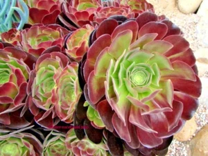 Aeonium Red Black Velour Cyclops Giant Cuttings | Organic  Succulent Plant - Picture 1 of 6