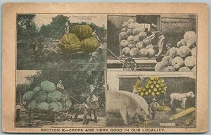 ÜBERTRIEBENE LANDWIRTSCHAFT ANTIKE POSTKARTE 1911 - Bild 1 von 2