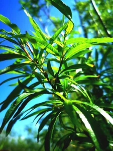 Premium Willow Cuttings - Hybrid super fast growing cuttings X 10 - Length 1ft - Picture 1 of 5