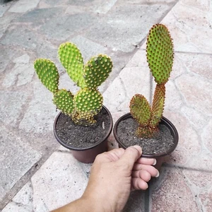 Vase Ø 10 cm 2 Pflanzen MICRODASYS RUBRISPINA UND GELB No Rufida Opuntia + 1 Geschenk - Bild 1 von 5