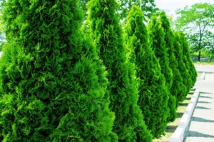 THUJA SMARAGD PLANT CEDAR HEDGING TREES - BUSHY EVERGREEN 60-70cm in 14cm POT - Picture 1 of 7