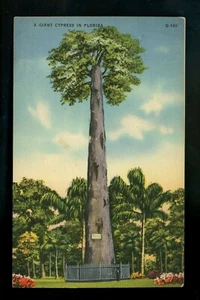 Tree postcard Giant Cypress in Florida FL linen Tichnor - Picture 1 of 2