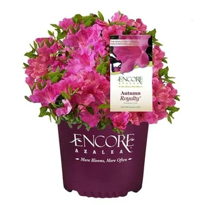 1 Gal. Autumn Royalty Shrub with Pink Flowers - Picture 1 of 6