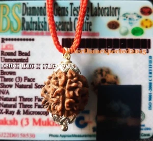 3 MUKHI RUDRAKSH THREE FACE RUDRAKSHA NEPAL BEAD SILVER PENDANT - ENERGIZED - Picture 1 of 2