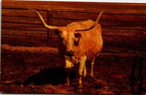 Chrome Postcard Longhorn Steer at Buffalo Ranch Afton Oklahoma OK UNP - Picture 1 of 2