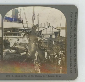 Verladung von Rindern von Hörnern Port Limon Costa Rica Keystone Stereoansicht - Bild 1 von 2