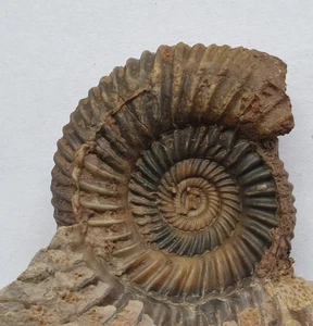 Parkinsonia schloenbachi - Dogger - Sengenthal - Ammonit - alte Sammlung - Bild 1 von 12