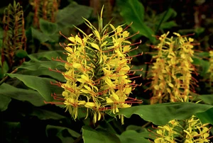 HAWAIIAN KAHILI YELLOW GINGER HEDYCHIUM GARDNERIANUM PLANT ROOT 1 ROOT PER PACK - Picture 1 of 8