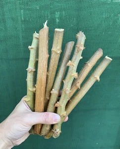 1x White Fleshed Cassava (17cm Fresh Cutting) Edible Plant Potato Stems - Picture 1 of 7