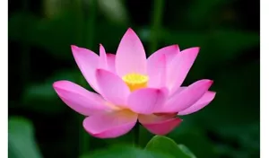 10X SEEDS Nelumbo nucifera Sacred Lotus thai garden home Buddhist flower - Picture 1 of 5