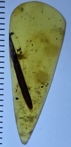 Clear Large Bug Belly, Fossil Inclusion, In Genuine Burmite Amber, 98MYO - Picture 1 of 6