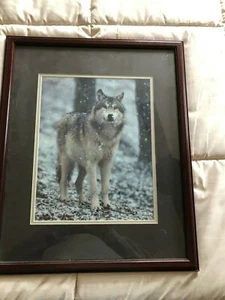  "WOLF FRÜHER WINTER SCHNEE" OFFENE AUSGABE GERAHMTES FOTOGRAFIE VON CHET DOWELL - Bild 1 von 6