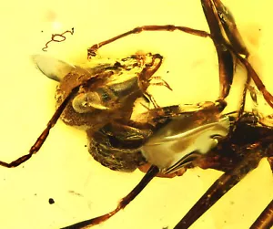 Extinct Sphecomyrma Ant, Fossil inclusion in Burmese Amber - Picture 1 of 4