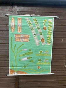 DE COLECCIÓN ESCUELA BOTÁNICA CARTA BAJADA DE ALGAS DE AGUA - Imagen 1 de 14