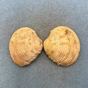 Venus crebrisulca 51,5 mm f+ 11fm auf Sand Cape Blanc, Mauretanien - Bild 1 von 1