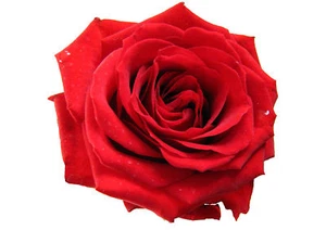 TRANSFER IRON ON STAMPA MAGLIETTA T-SHIRT ROSA ROSSA - Picture 1 of 1