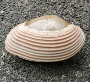 71 GR  Natural Bivalvia Clam Rough Pelecypoda Fossil , Indonesia - Picture 1 of 7