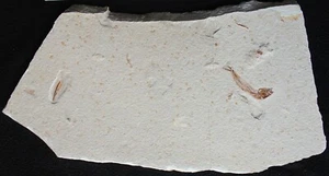 Squid + Gaudryella + Worm - Uncut Original Plate - Cretaceous Fossils Lebanon - Picture 1 of 4