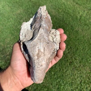 Fossil Oreodont Skull, Merycoidodon, White River Badlands, Nebraska - Picture 1 of 9
