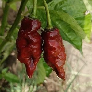 Bleeding Heart , 10 semillas , Capsicum chinense (414) - Picture 1 of 1