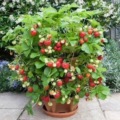 Semi di fragola rampicante alpina Fragaria Vesca appr 100 semi vaso pianta strisciante - Immagine 1 di 4
