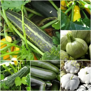 ZUCCHINI 7 SORTEN MIX RUNDE GELBE WEIßE BLACK BEAUTY PATISSON ... 20 SAMEN - Bild 1 von 1
