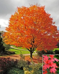Acer saccharum (Sugar Rock Maple) 10 to 1,000 Tree Seeds | RARE Garden Bonsai UK - Picture 1 of 3