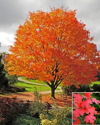 Acer saccharum (Sugar Rock Maple) 10 to 1,000 Tree Seeds | RARE Garden Bonsai UK - Image 1 of 3