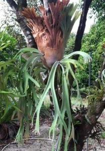 Helecho de cuerno de ciervo Platycerium willinckii Bali 2000 - 3000 esporas + CERTIFICADO GRATUITO - Imagen 1 de 2