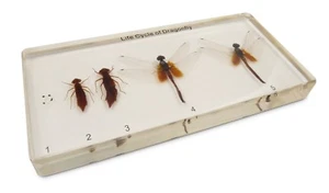 Dragonfly Development Lifecycle Life Cycle Specimen Acrylic Block Educational - Picture 1 of 2