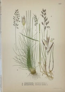 Antique Botanic Print - Carl Lindman - Festuca ovina - Sheep fescue - Red fescue - Picture 1 of 2