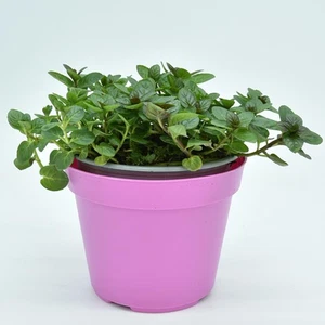 Menta Glaciale Piantine – 1 Piantina Aromatiche da Vaso | Mentha Rotundifolia - Picture 1 of 2