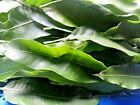 Mango Leaves Dried Fresh Organic Herbal Medicine Ceylon Hojas De Mango Tea 3.5Oz