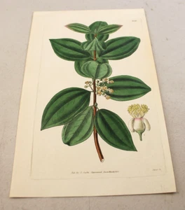 1833 antiker CURTIS farbiger Blumendruck ~ DREINERVIGE EUGENIA - Bild 1 von 1