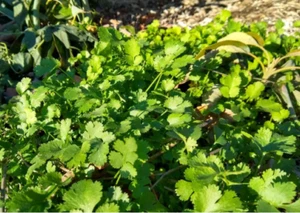 50 Count Cilantro Coriander Seeds - NON-GMO / Heirloom - Free Shipping - Picture 1 of 2