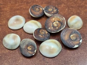 11 PCS TAN SHIV EYE OPERCULUM SEA SHELL 1/2" - 3/4" #7547 - Picture 1 of 1