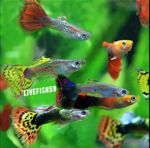 ebay tropical fish