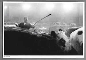 1996 -- L AIGLE ( ORNE 61 ) . FOIRE AUX BESTIAUX . 4C051 - Picture 1 of 1