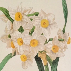 P. J. Redoute Print NACIFSUS TAXETTA Botanical Original Art Book Plate 84 - Bild 1 von 2