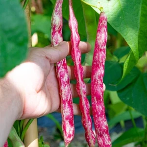 Dwarf Bean (Borlotti) 90+ Seeds (Phaseolus) Instructions Included x - Picture 1 of 5