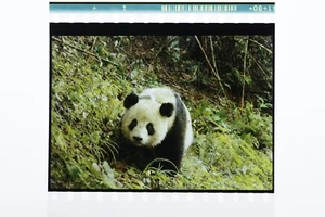 Pandas original IMAX 15/70mm film cell one frame from trailer - Picture 1 of 1