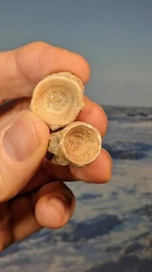 Enchodus Wirbel. Zwei Stck. Eozän. Marokko. Wie abgebildet. Verpackt mit Informationen. - Bild 1 von 5