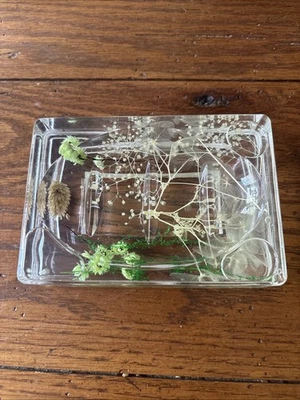 Jabonera Acrílica Flotante Verde Planta Decoración Foto 1 de 4