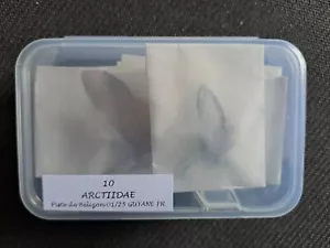 LOT de 10 Arctiidae - Afbeelding 1 van 1