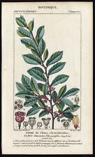 Rare Antique Botanical Print-CHINESE ELM-ULMUS PARVIFOLIA-Turpin-Giraud-1816
