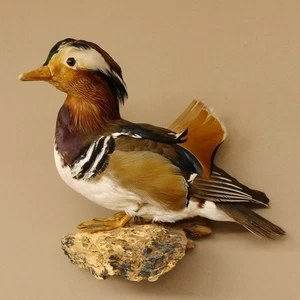 Mandarinente Präparat Höhe 30 cm Trophäe Deko ente taxidermy 90.58.8 - Bild 1 von 7
