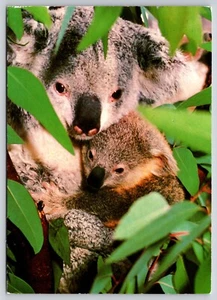 Postcard Koala Bear Baby San Diego Zoo California Phascolarctos cinereus - Picture 1 of 2