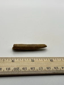 Rebbachisaurus Sauropod Dinosaur Tooth Fossil KKem 2” Morocco Cretaceous SC355 - Picture 1 of 5