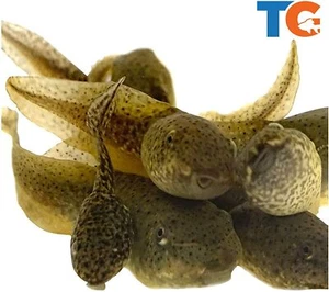 Toledo Goldfish Live Tadpoles for Ponds Aquariums Tanks USA Born and Raised (50) - Picture 1 of 4